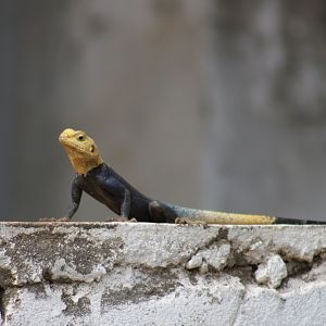 Agama a. agama - male