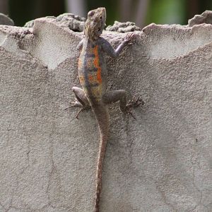 Agama a. agama - female