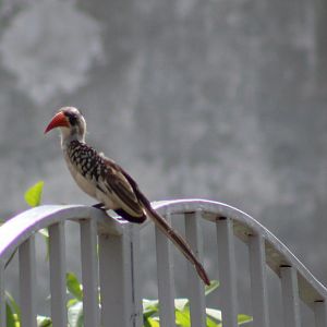 Western red-hornbill - Tockus kempi