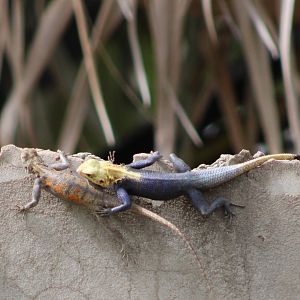 Agama a. agama - start mating attemp