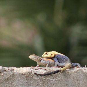 Agama a. agama - mating attemp