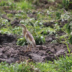 Squacco heron