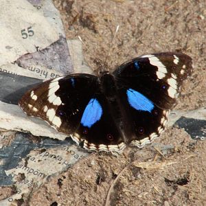 Dark blue pansey - Junonia oenone