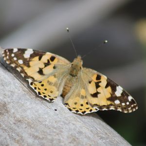 Painted lady - Vanessa cardui cardui