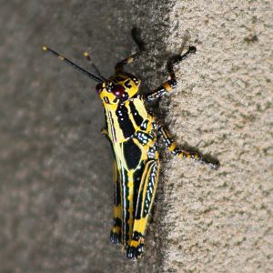 Variegated grasshopper - Zonocera variegatus