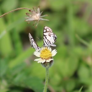 Savannah pied pierrots - Tuxentius cretosus nodieri