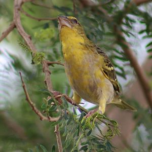 Village weaver