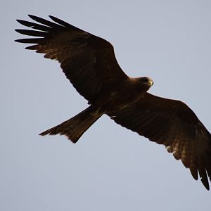 Black kite