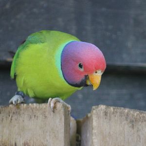 Plum-headed parakeet