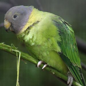 Plum-headed parakeet - juvenile