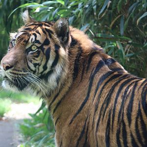 Sumatran tiger