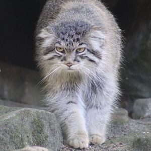 Pallas's cat