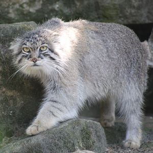 Pallas's cat