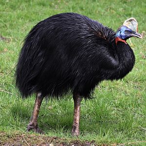Red-necked cassowary (Casuarius unappendiculatus rufotinctus)