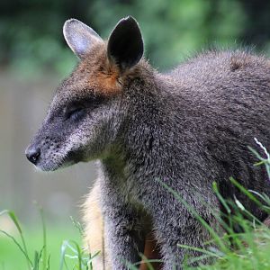 Swamp wallaby