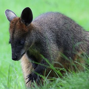 Swamp wallaby