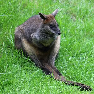 Swamp wallaby