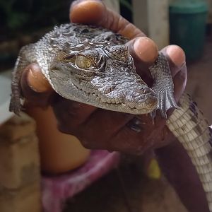 West African crocodile - juvenile