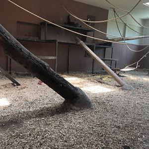 Chimpanzee indoor enclosure