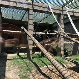 Chimpanzee youngsters’ enclosure