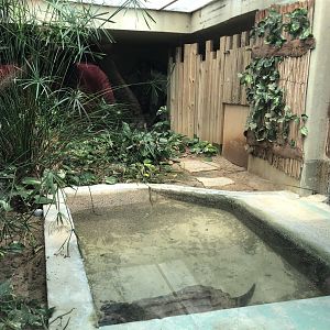 Alligator snapping turtle enclosure