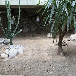 Young Greek tortoises