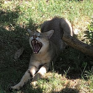 Jungle Cat taking a strech