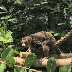 Mongoose lemur