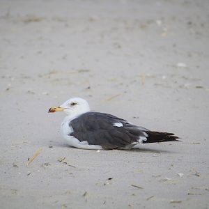 Western Lesser Black-backed Gull