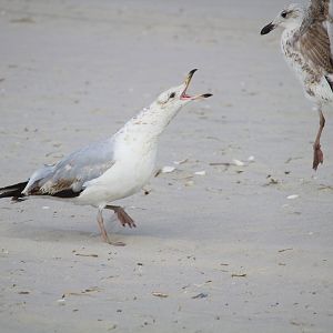 American Herring Gulls