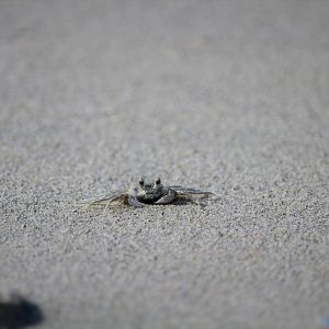 Atlantic Ghost Crab