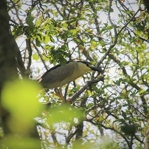 American Black-crowned Night-Heron