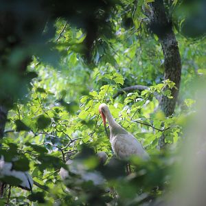 American White Ibis