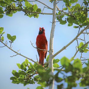 Eastern Cardinal