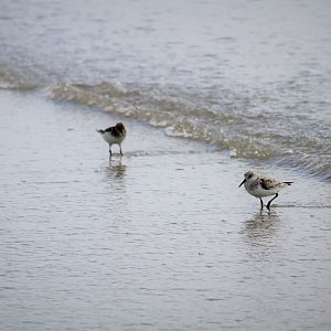 Sanderlings