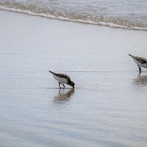 Sanderlings