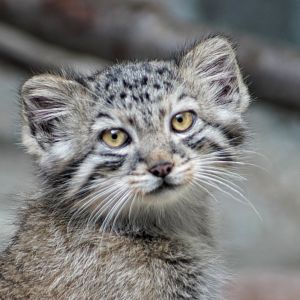 Jul. 2022 - Asia Quest - Pallas' Cat Kitten