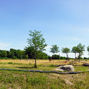 Jul. 2022 - Heart of Africa - Lion Exhibit + Main Savanna