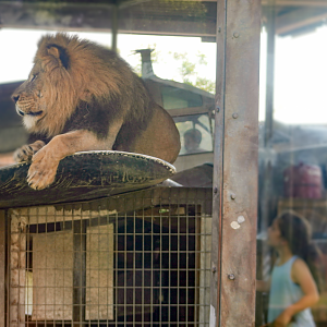 Jul. 2022 - Heart of Africa - Lion on a Plane