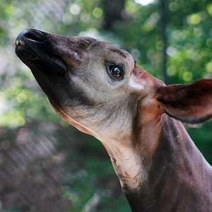 Jul. 2022 - Congo Expedition - Okapi
