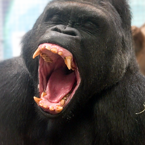 Jul. 2022 - Congo Expedition - Gorilla Yawn