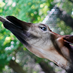 Jul. 2022 - Congo Expedition - Okapi