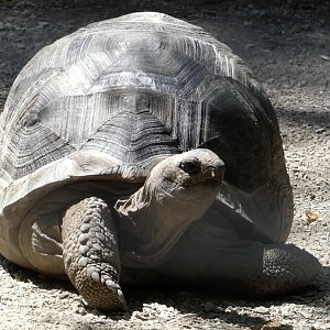 Tortoise ID Help (Columbus Zoo's Congo Aviary)
