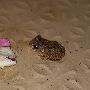 Common african toad - Bufo regularis - juvenile