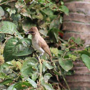 Common garden bulbul