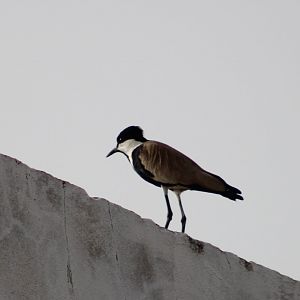 Spur-winged plover