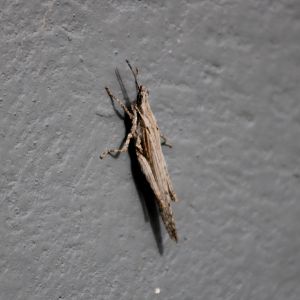 Grasshopper species