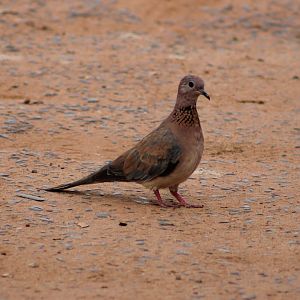 Laughing dove