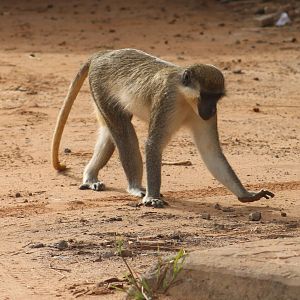 Green monkey - Chlorocebus sabaeus