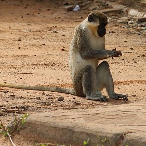 Green monkey - Chlorocebus sabaeus